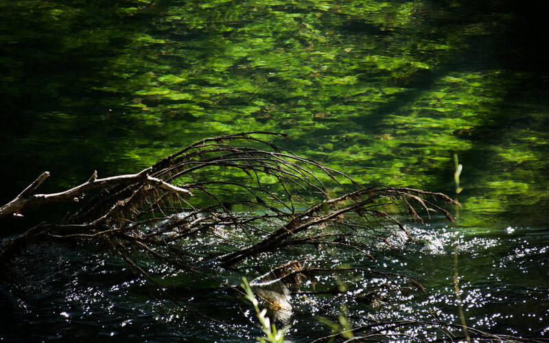 Driftwood in River