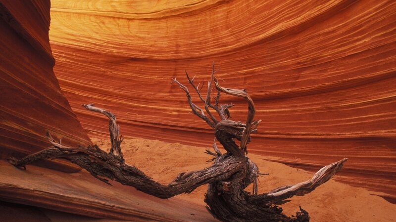 Driftwood in sandstone canyon