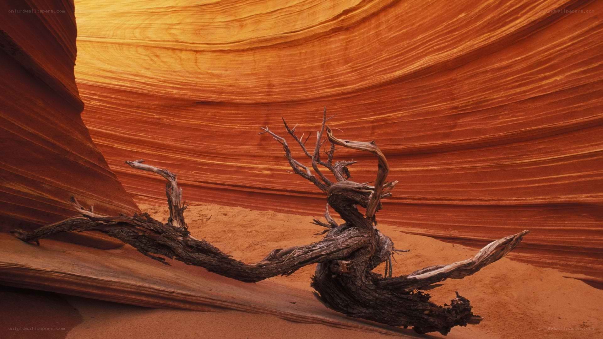 Driftwood in sandstone canyon