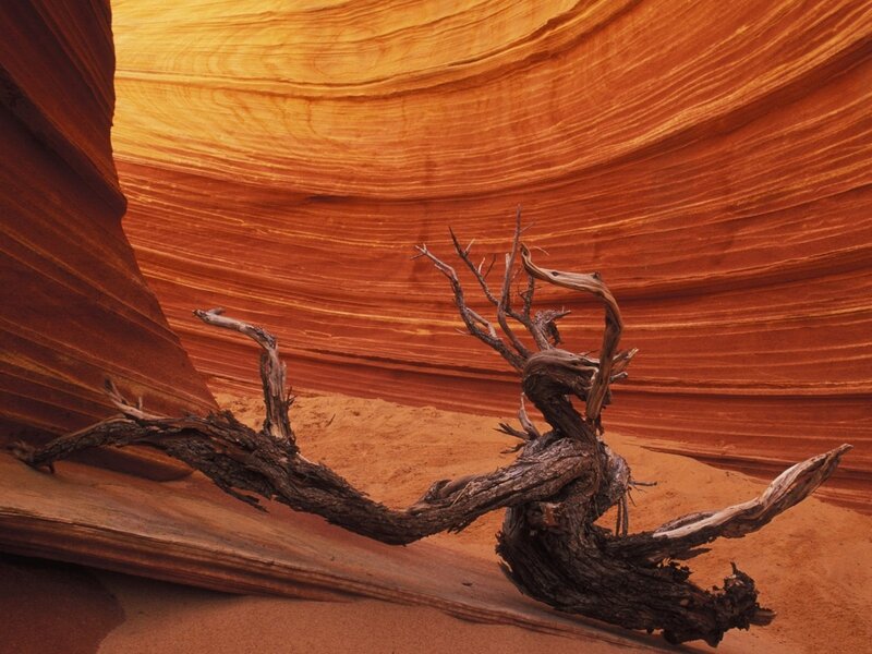 Driftwood in Sandstone