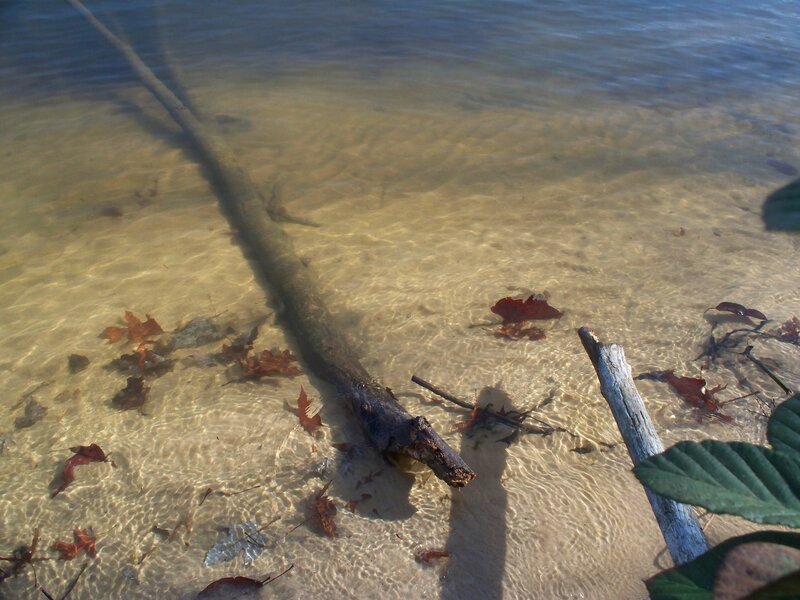 Driftwood in Shallow Water