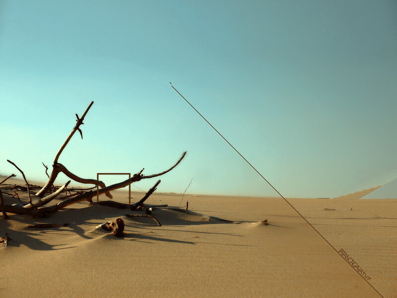 Driftwood in the desert
