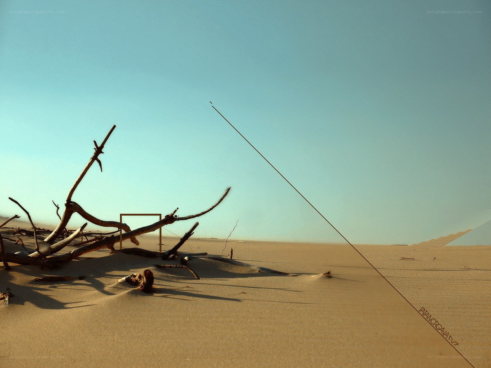 Driftwood in the desert