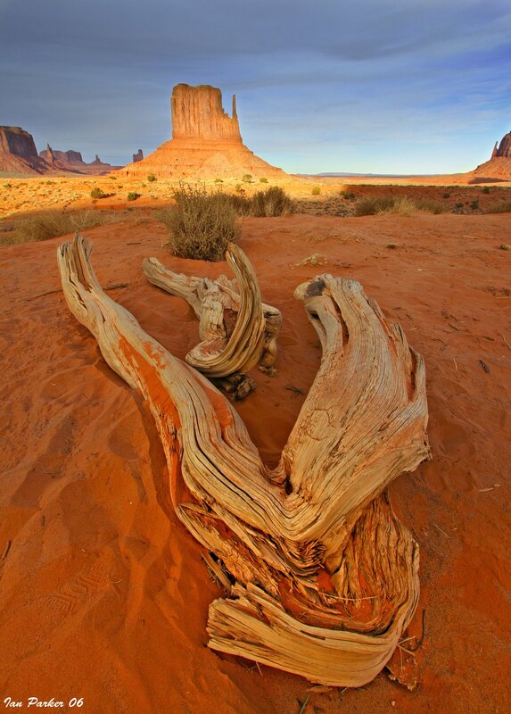 Driftwood in the desert