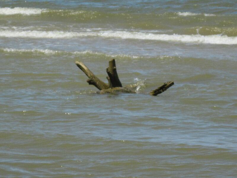 Driftwood in the ocean