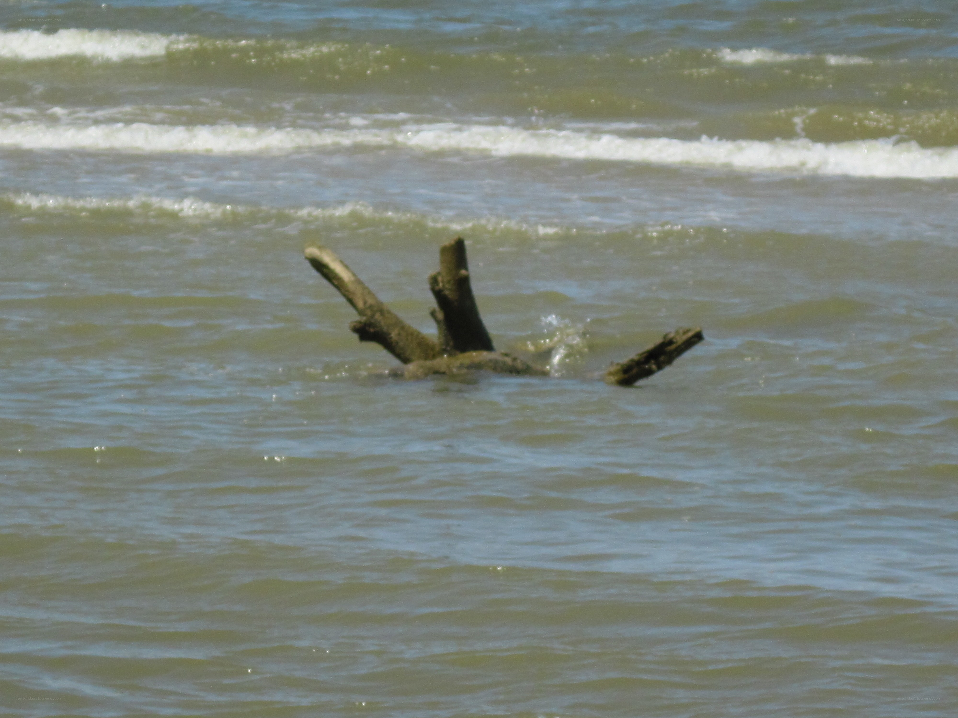 Driftwood in the ocean