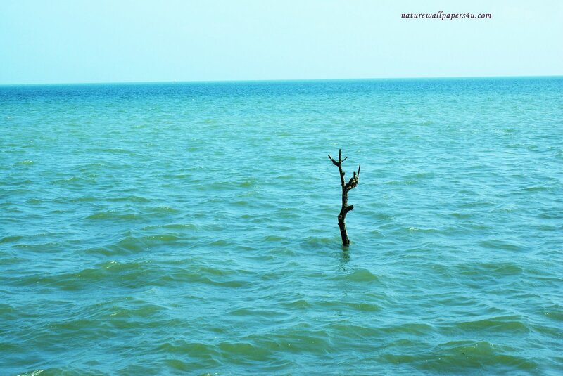 Driftwood in the sea