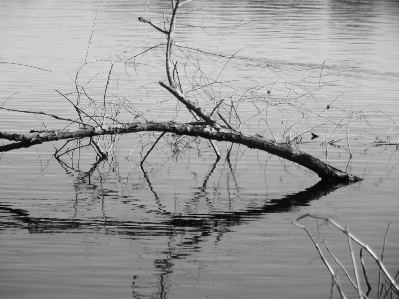 Driftwood in Water — Black