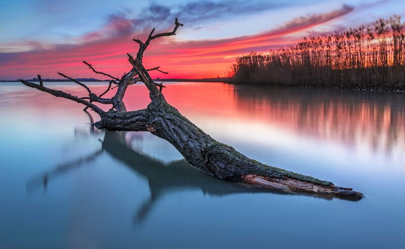 Driftwood in Water — Blue