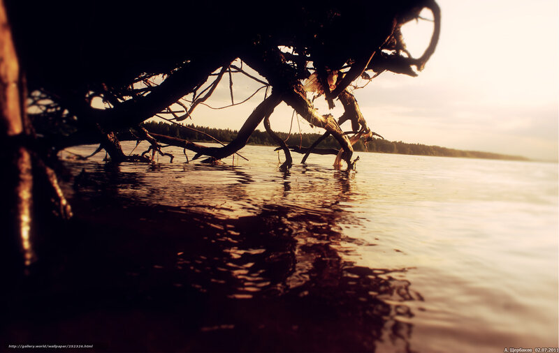 Driftwood in Water — Brown