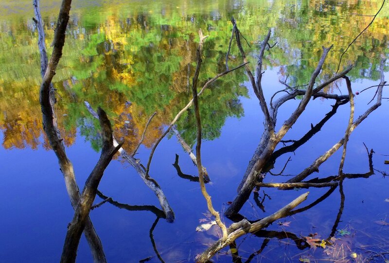 Driftwood in Water