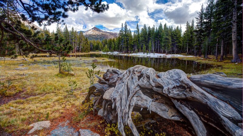 Driftwood Log in Forest — Green, Serene, Afternoon, Photograph, Lake
