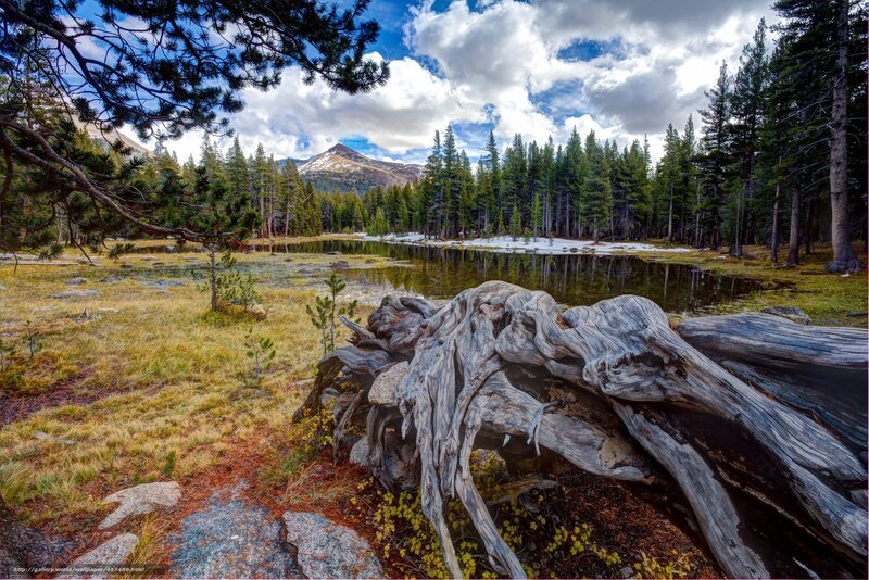 Driftwood Log in Forest — Green, Serene, Afternoon