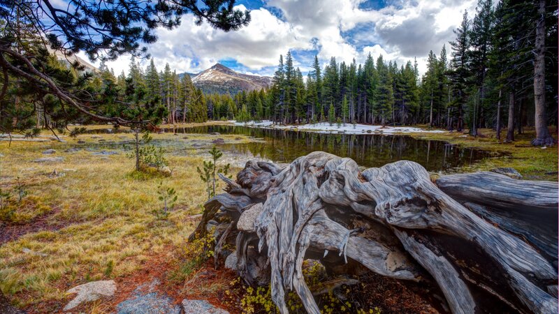 Driftwood Log in Forest — Green