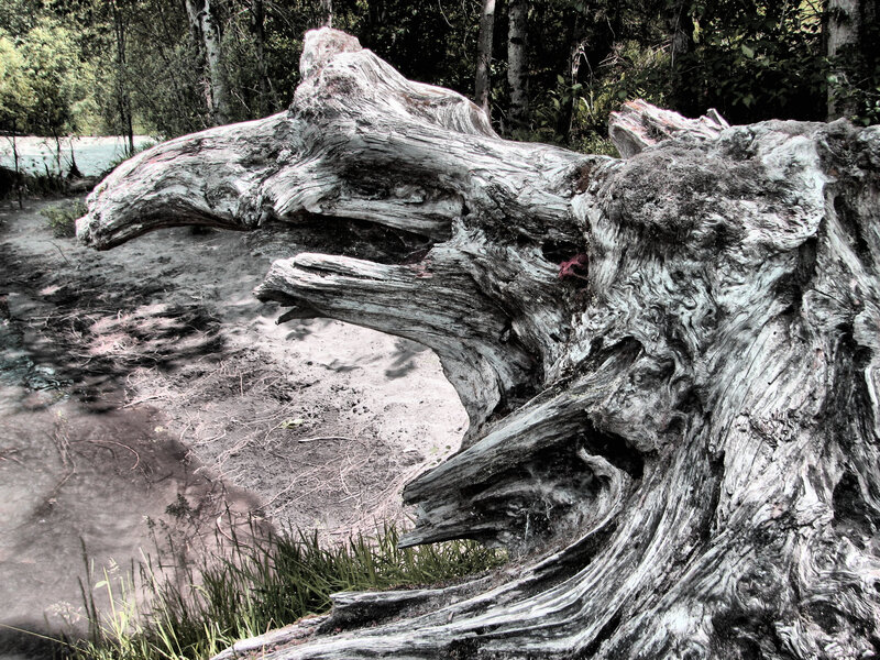 Driftwood Log on Riverbank