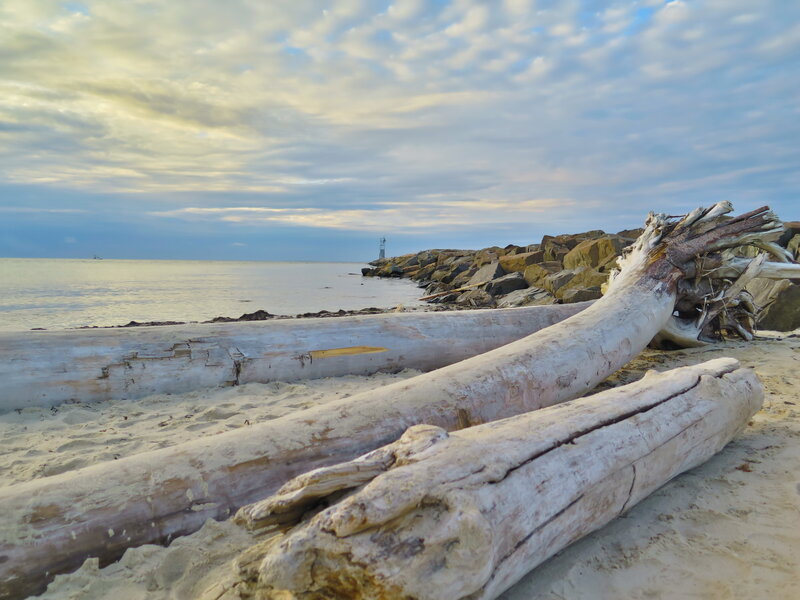 Driftwood Logs on Beach