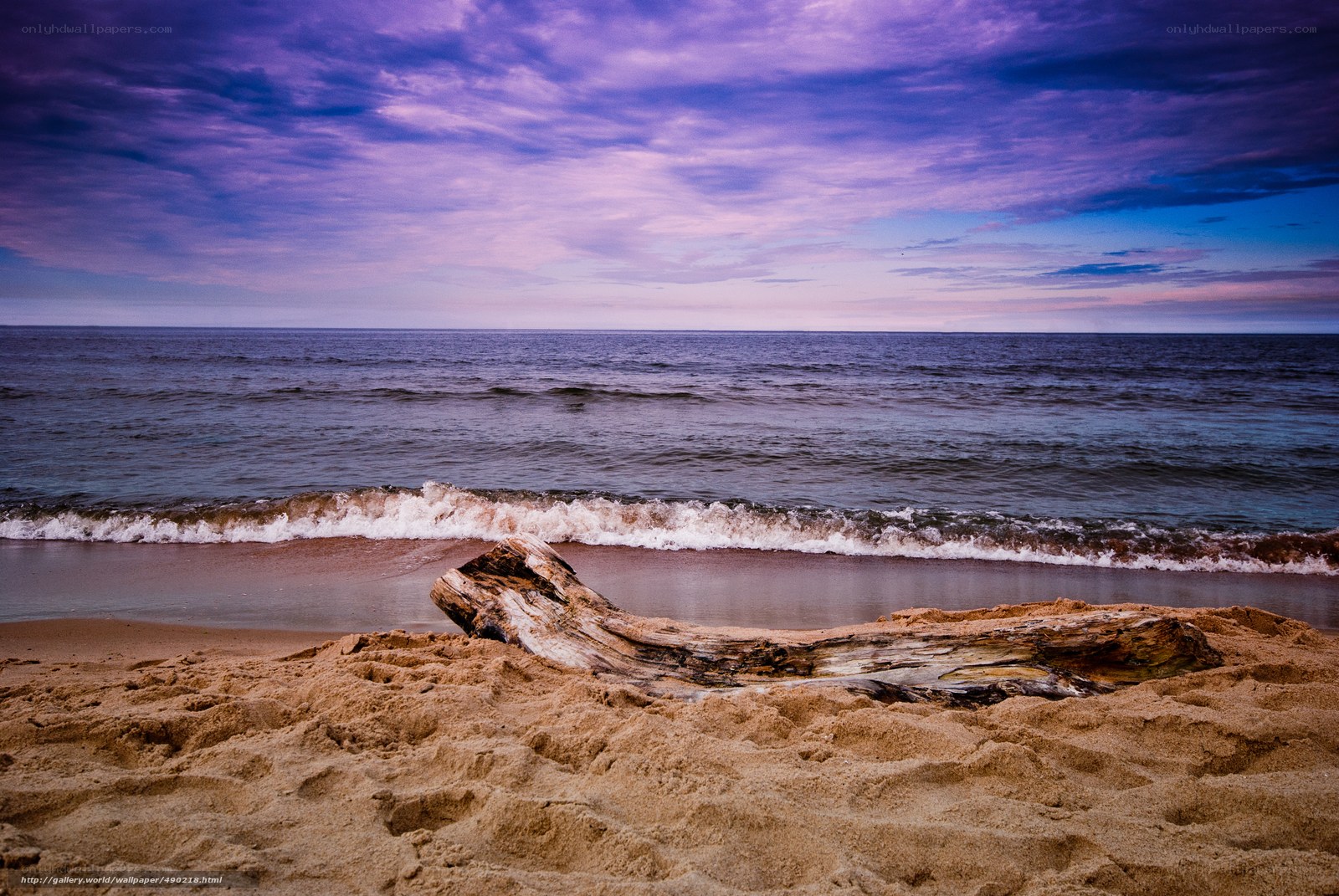 Driftwood on a beach at dusk