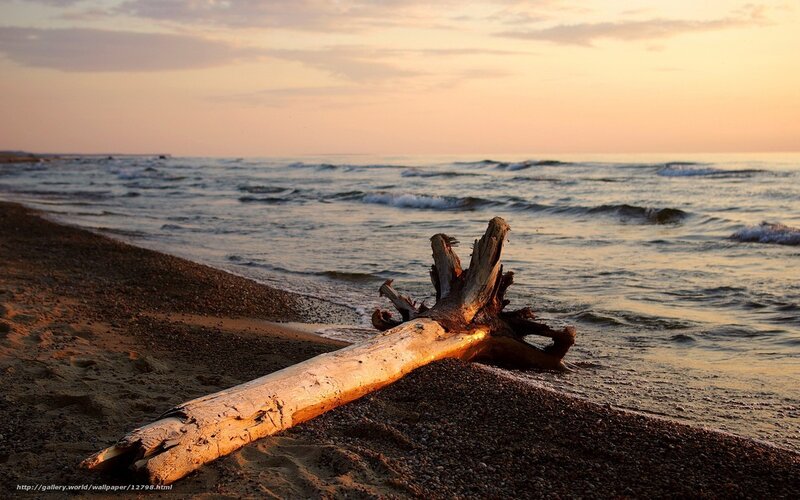 Driftwood on a beach at sunset