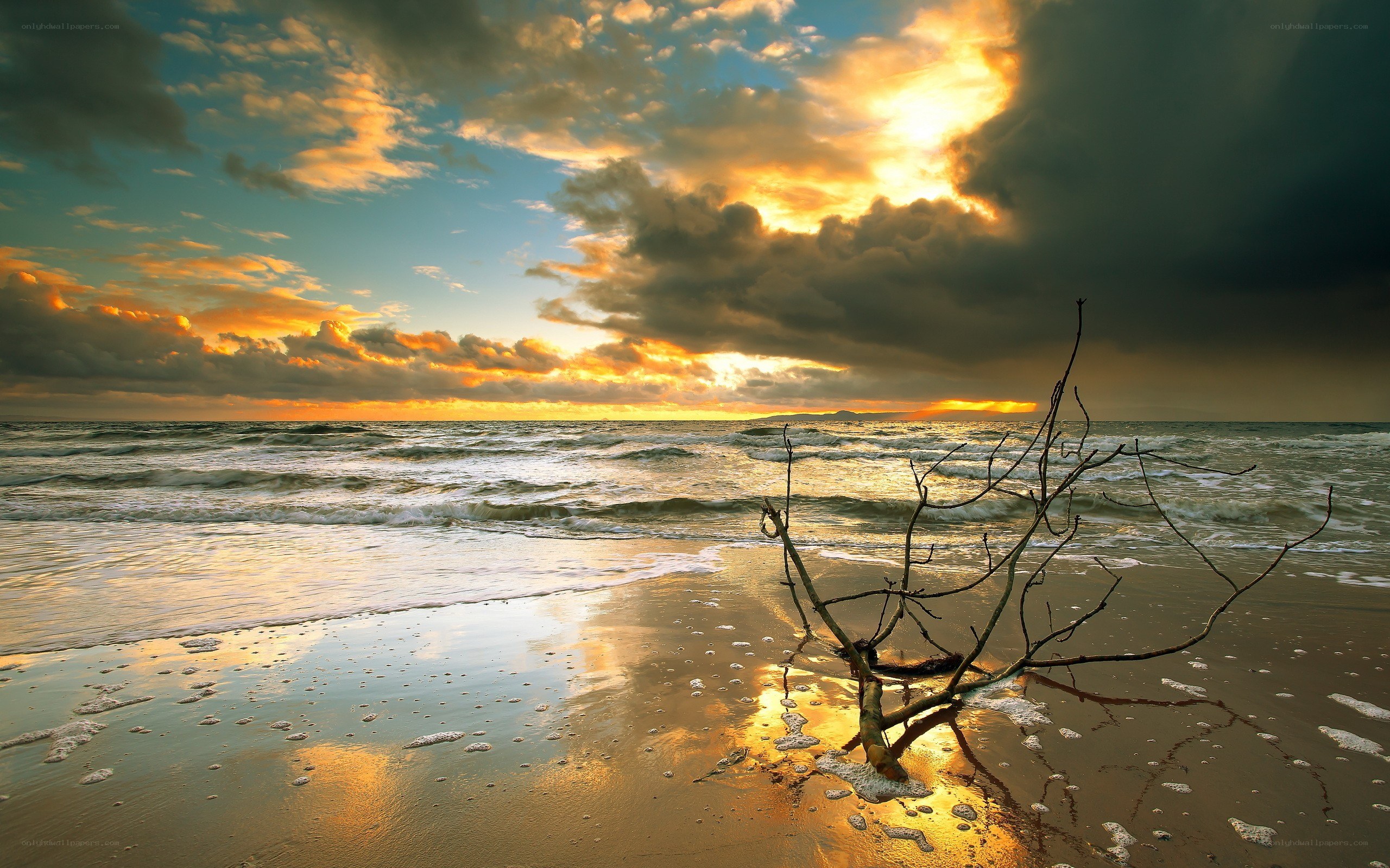 Driftwood on a beach at sunset