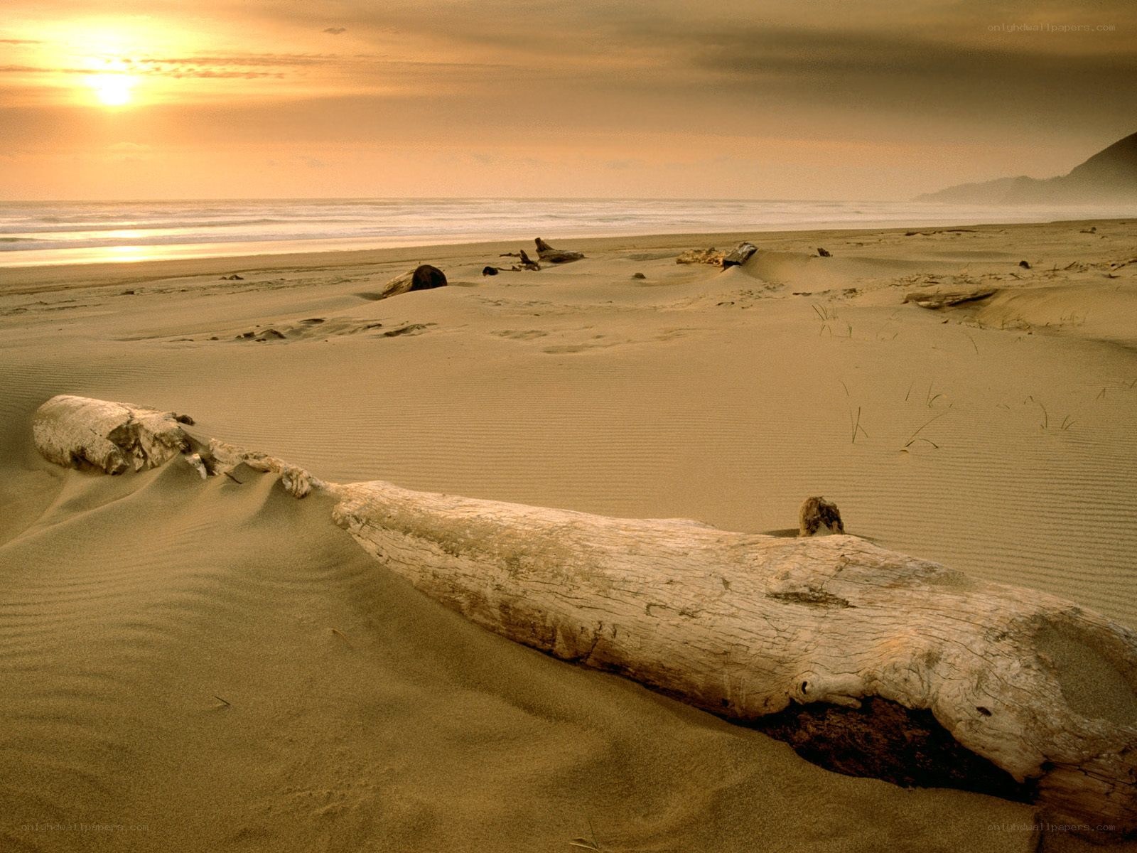 Driftwood on a beach at sunset