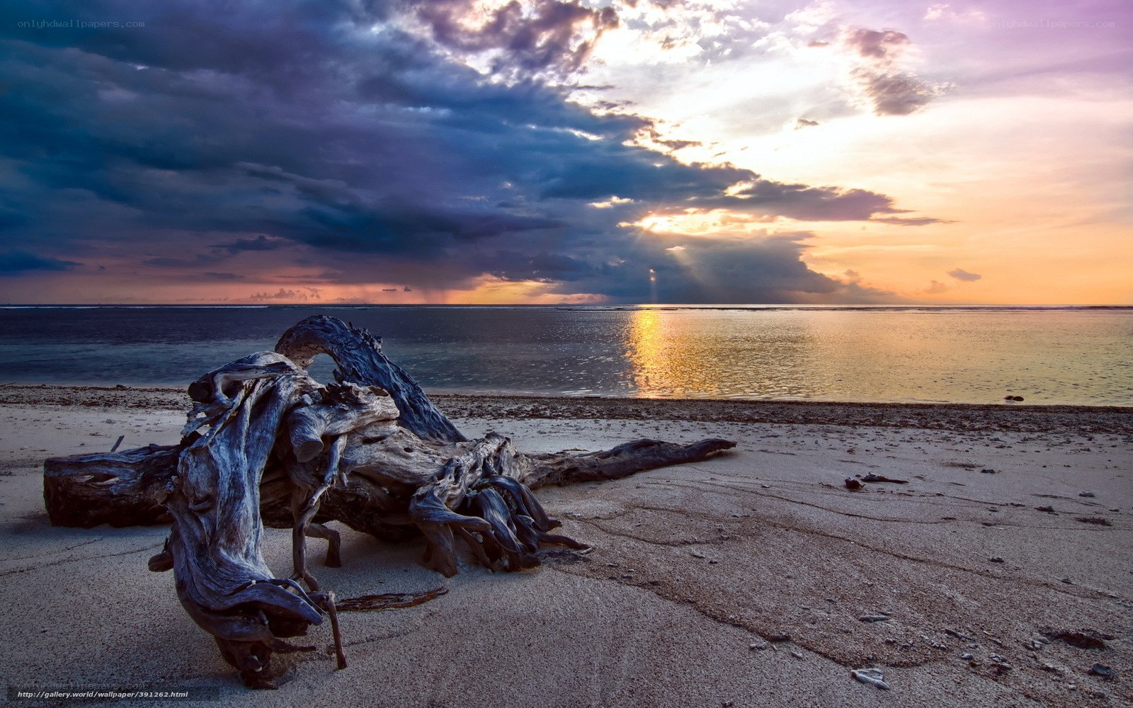 Driftwood on a beach at sunset