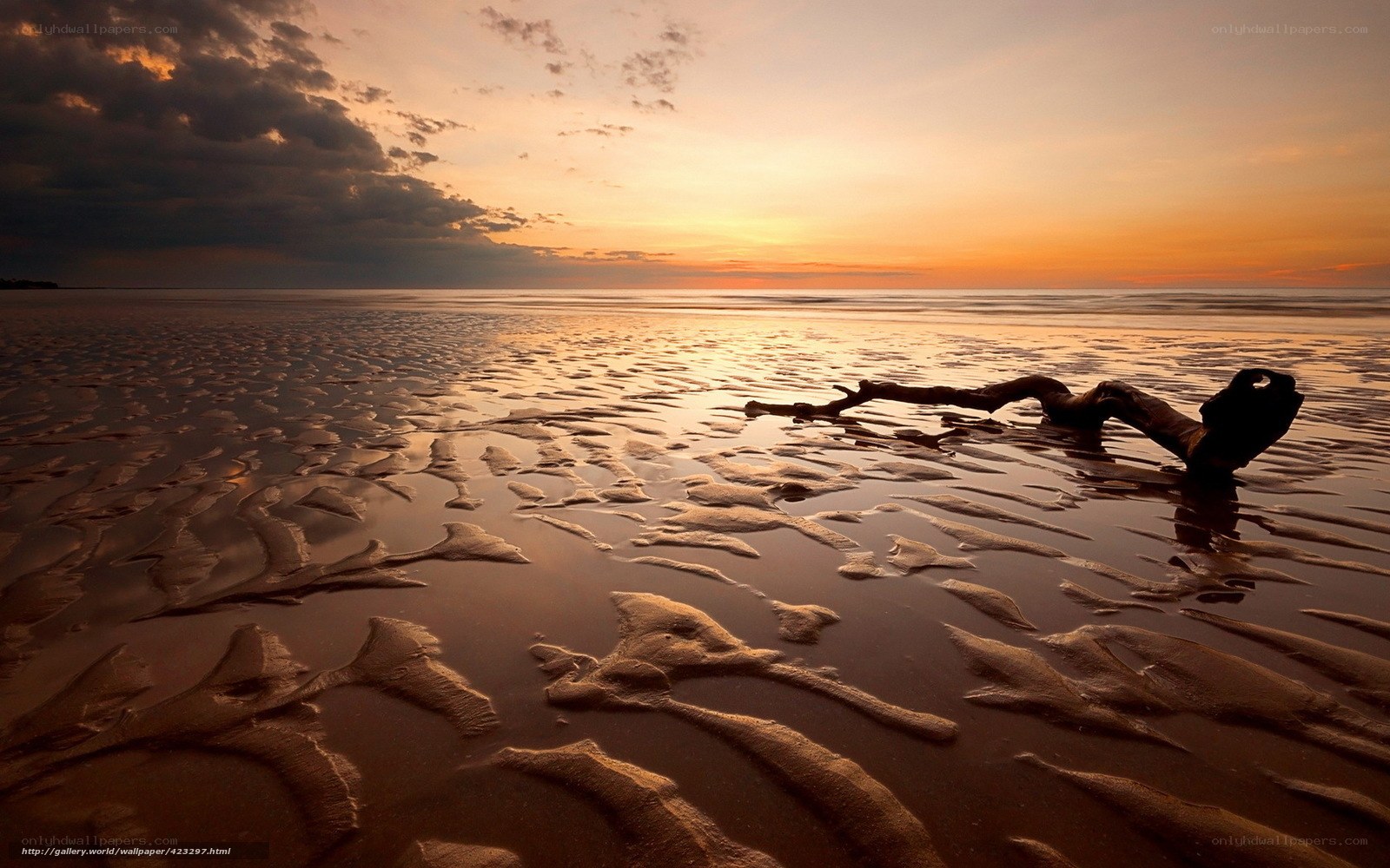 Driftwood on a beach at sunset