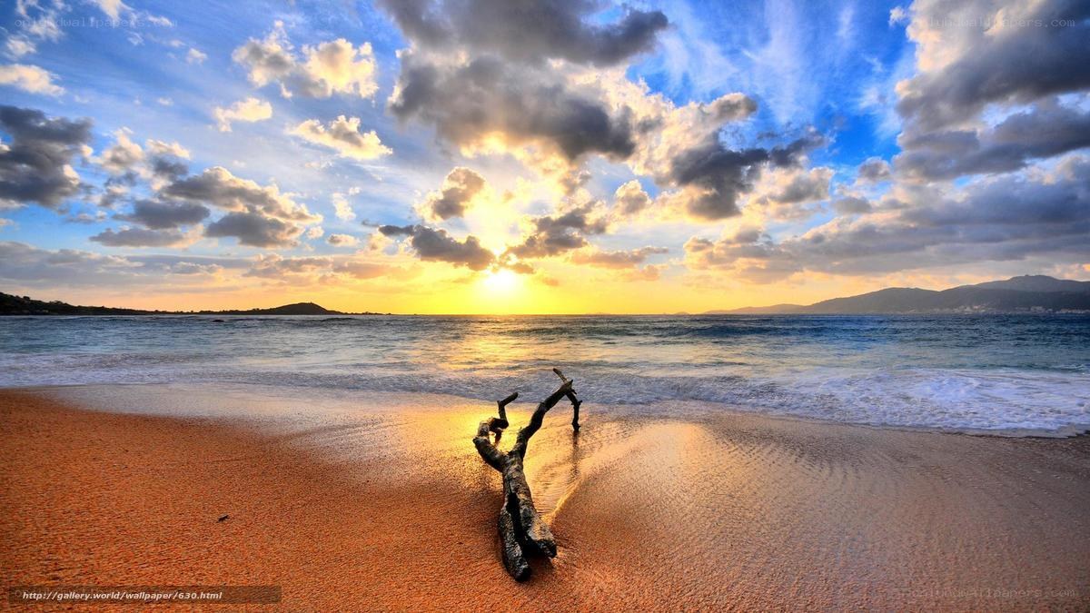 Driftwood on a beach at sunset