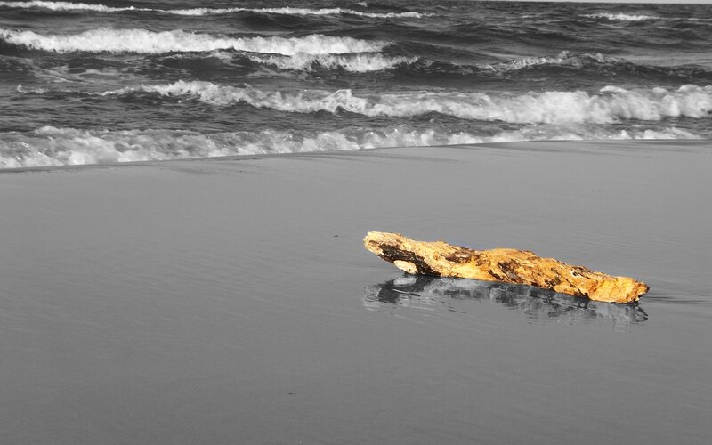 Driftwood on a beach