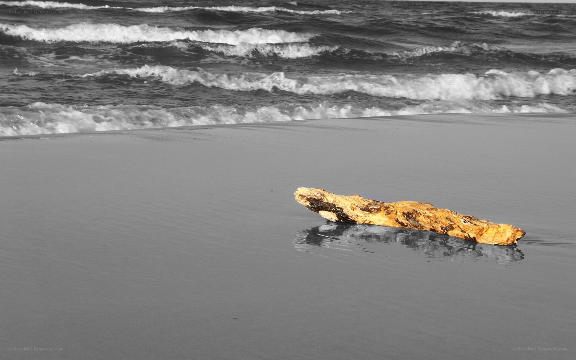 Driftwood on a beach