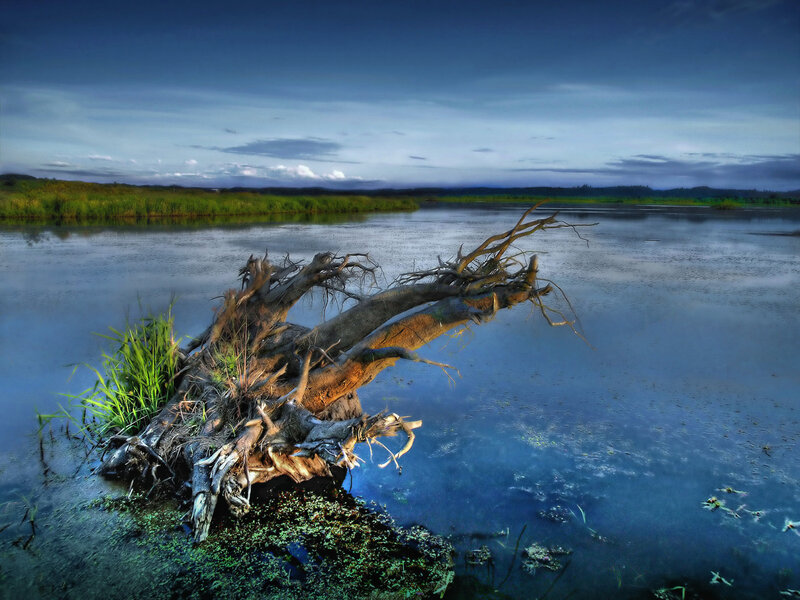 Driftwood on a calm lake