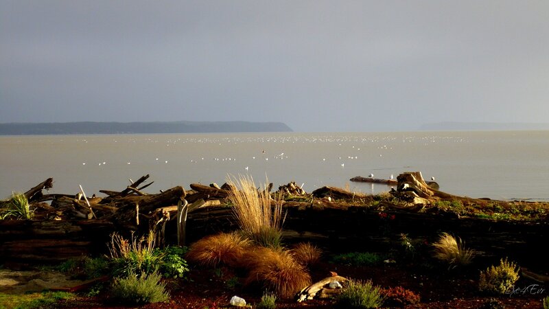 Driftwood on a calm shoreline