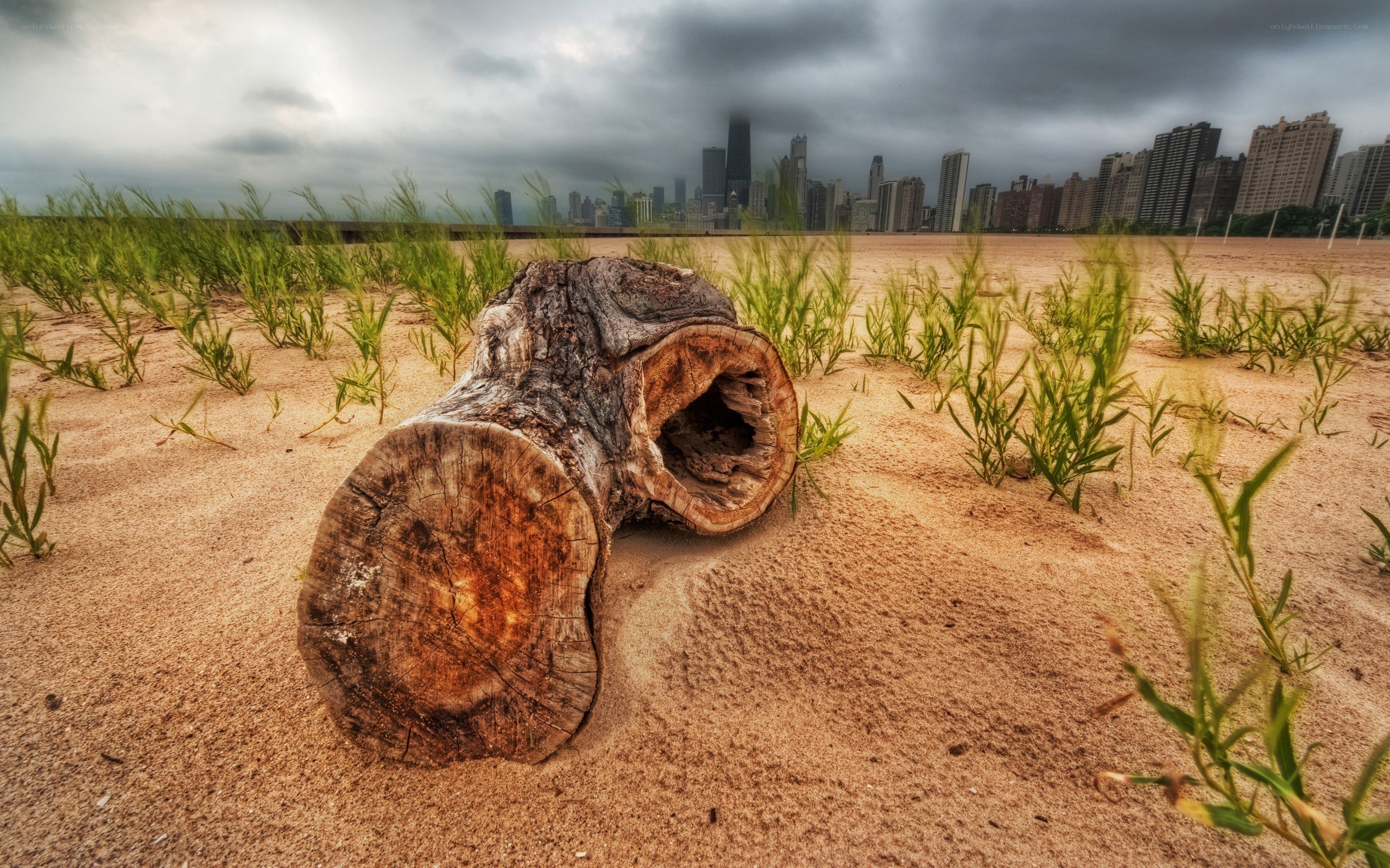 Driftwood on a city beach