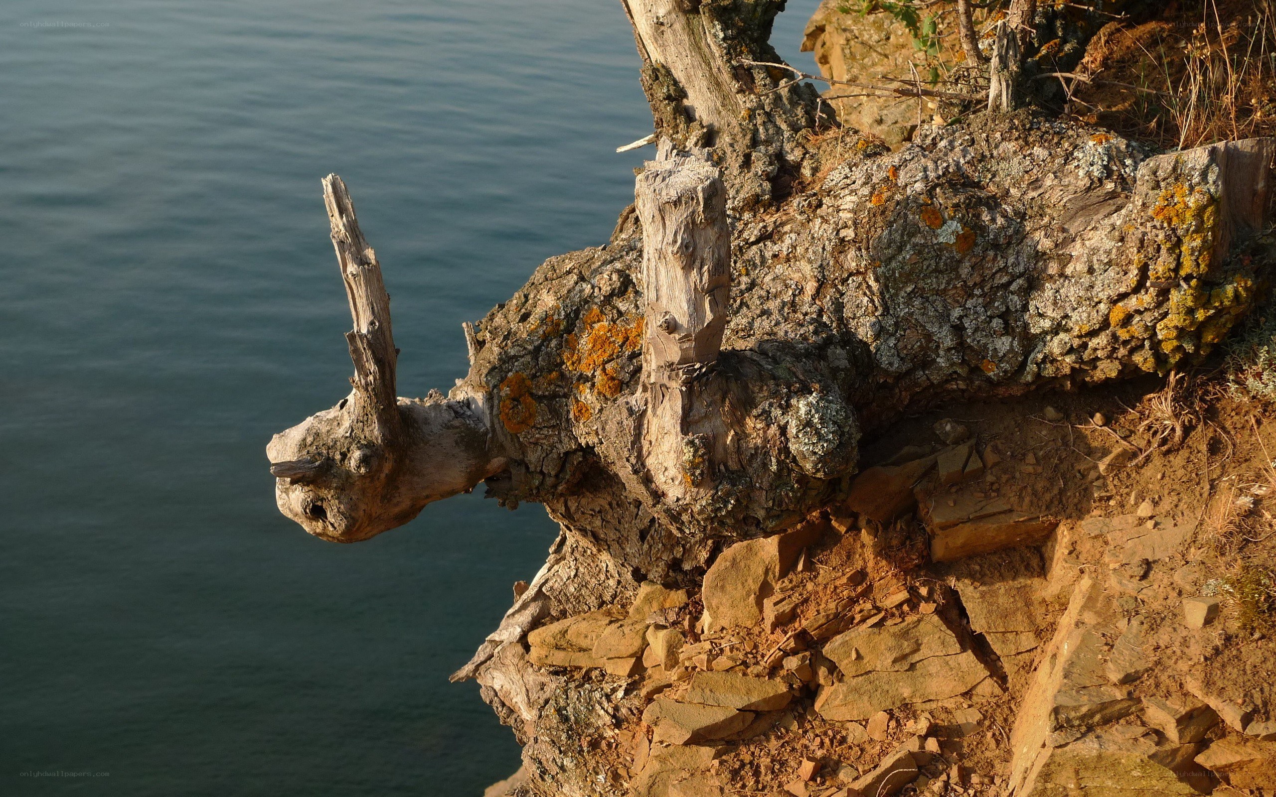 Driftwood on a cliff edge
