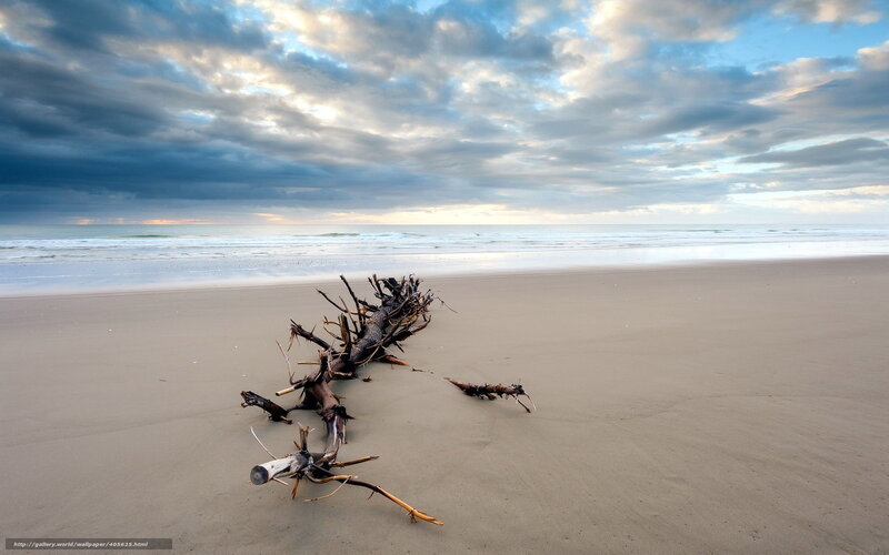 Driftwood on a cloudy beach