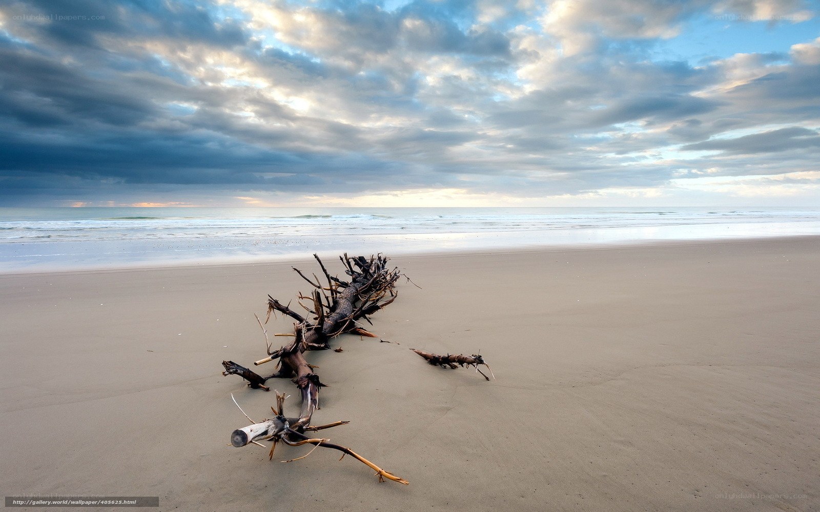 Driftwood on a cloudy beach
