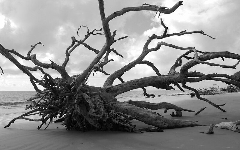 Driftwood on a cloudy beach