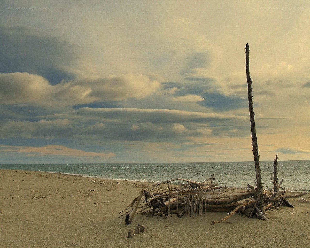 Driftwood on a cloudy beach