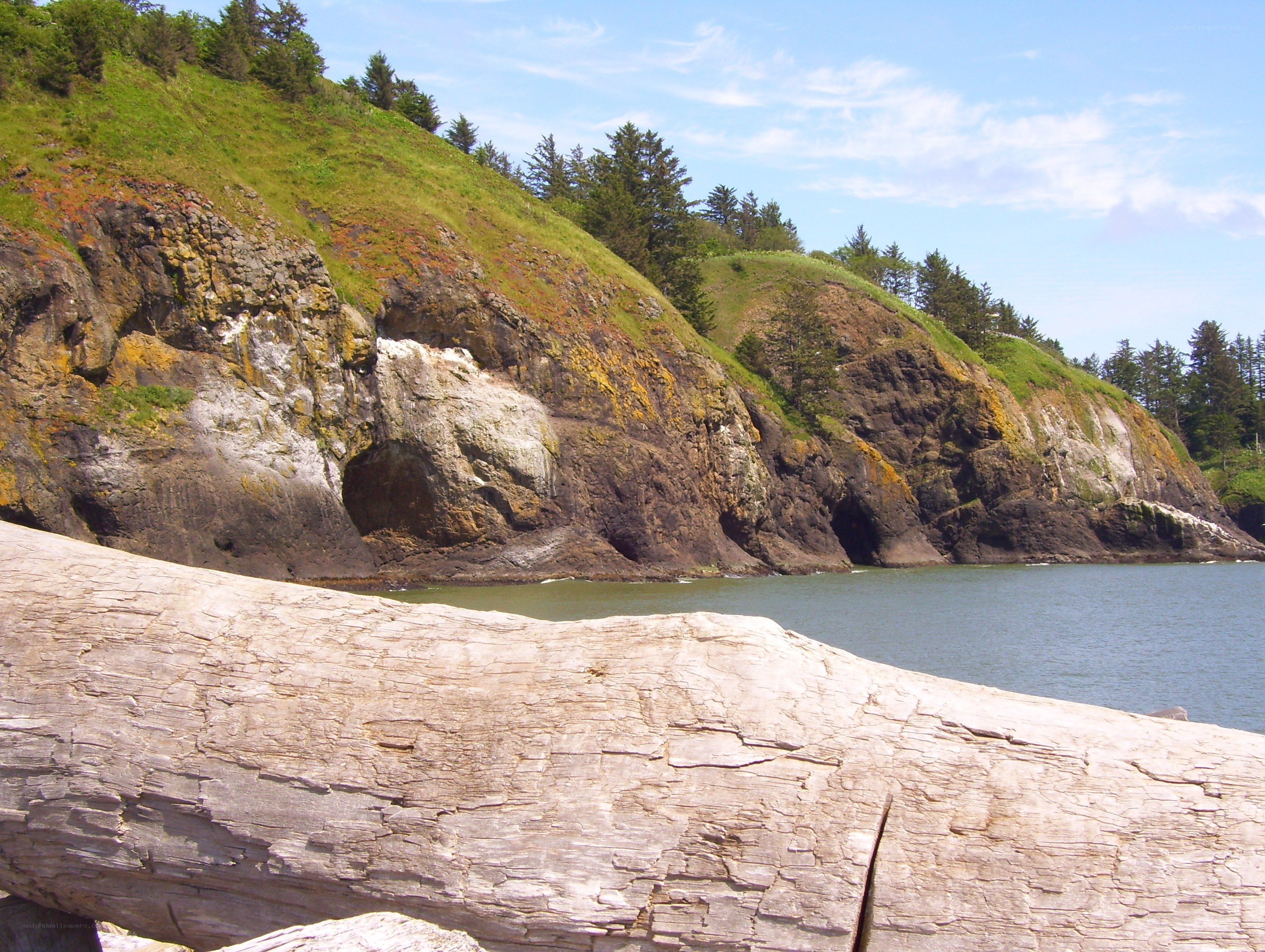 Driftwood on a coastal cliff