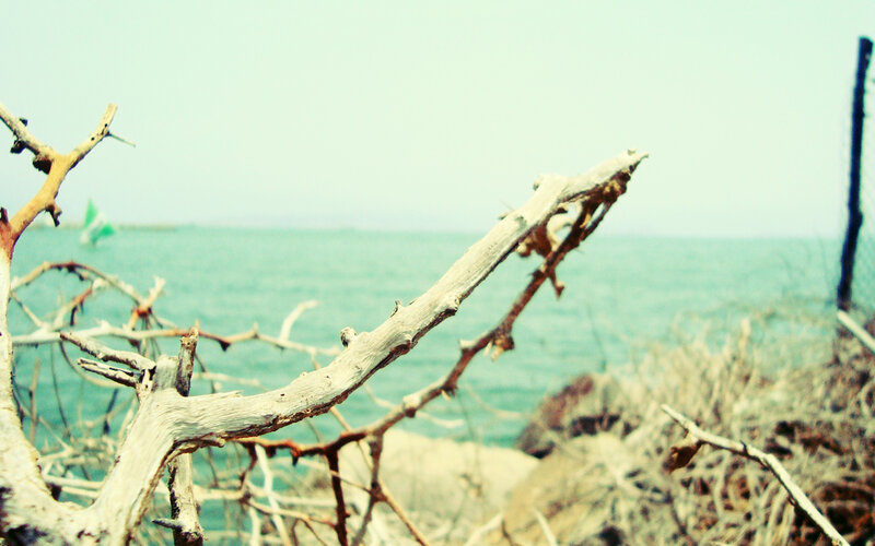 Driftwood on a coastal shore