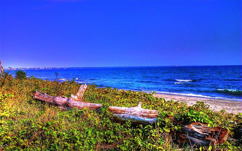 Driftwood on a coastal shore