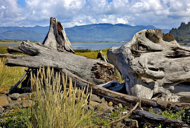 Driftwood on a coastal shore