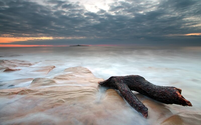 Driftwood on a coastal shore