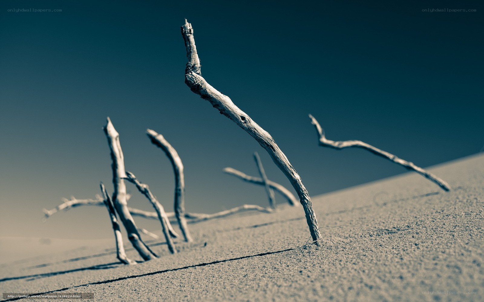 Driftwood on a desert dune