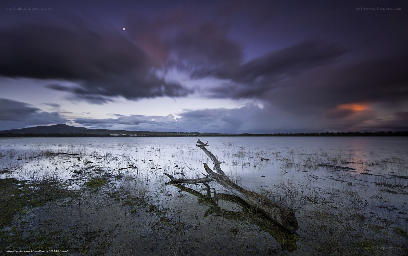Driftwood on a flooded plain