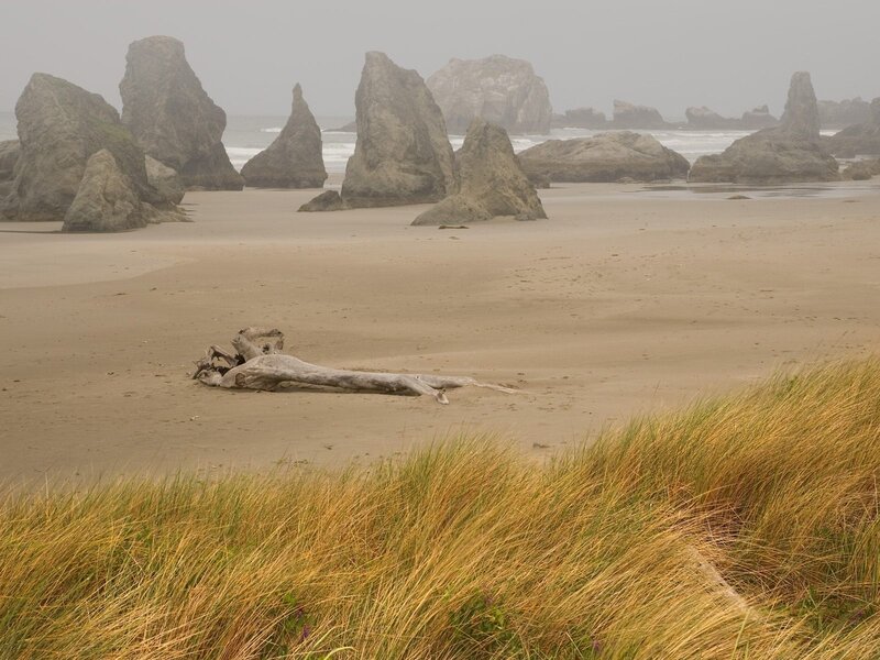Driftwood on a foggy beach