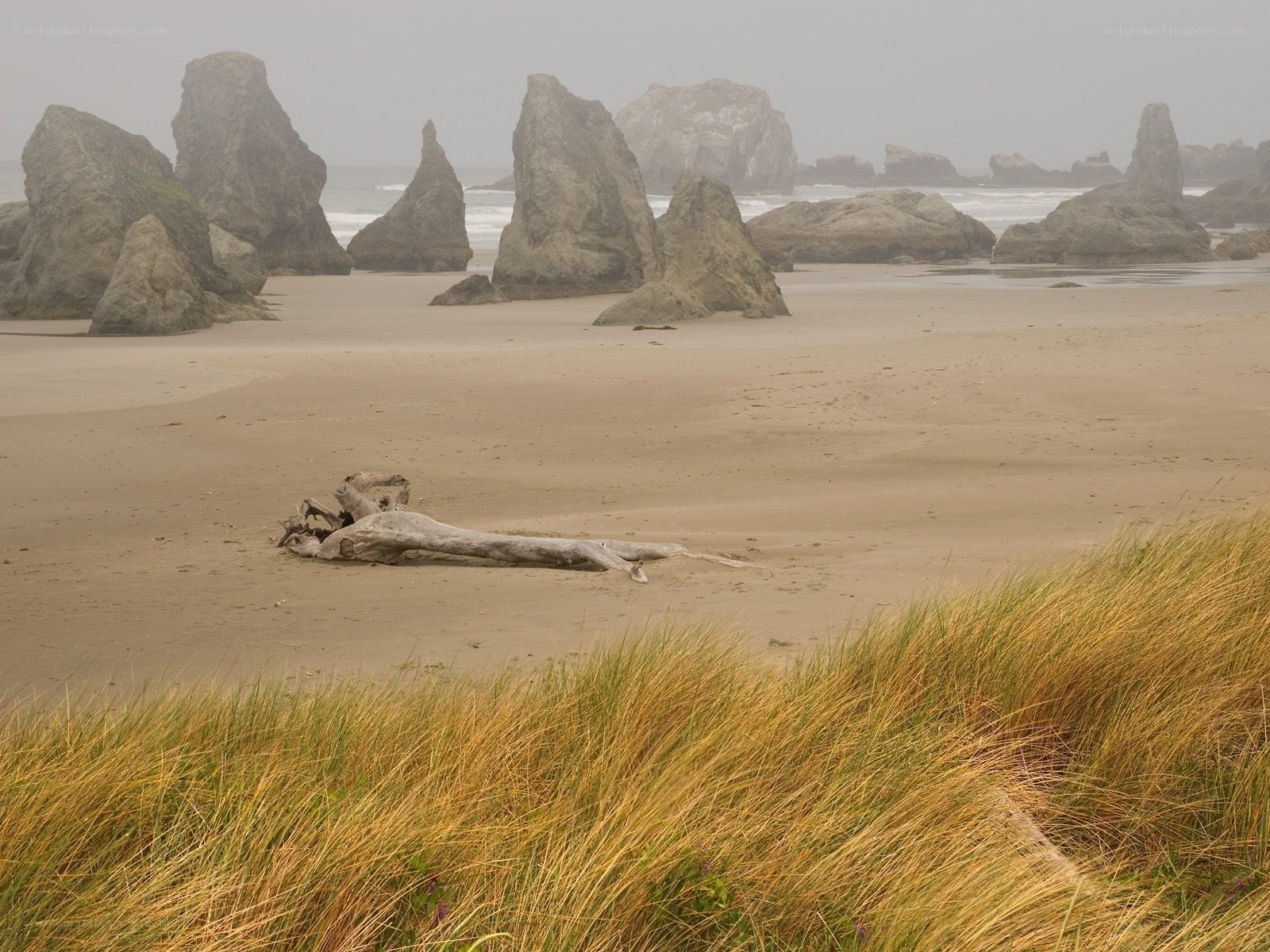 Driftwood on a foggy beach