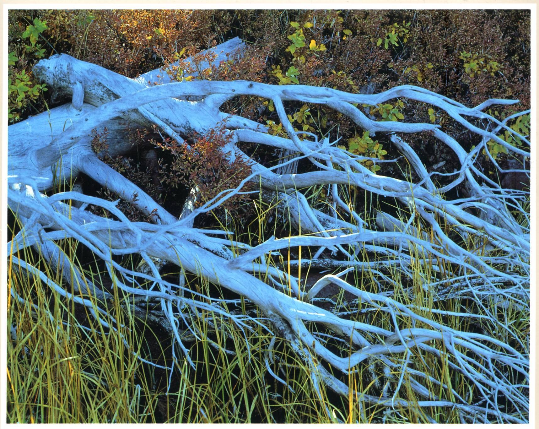 Driftwood on a forest floor