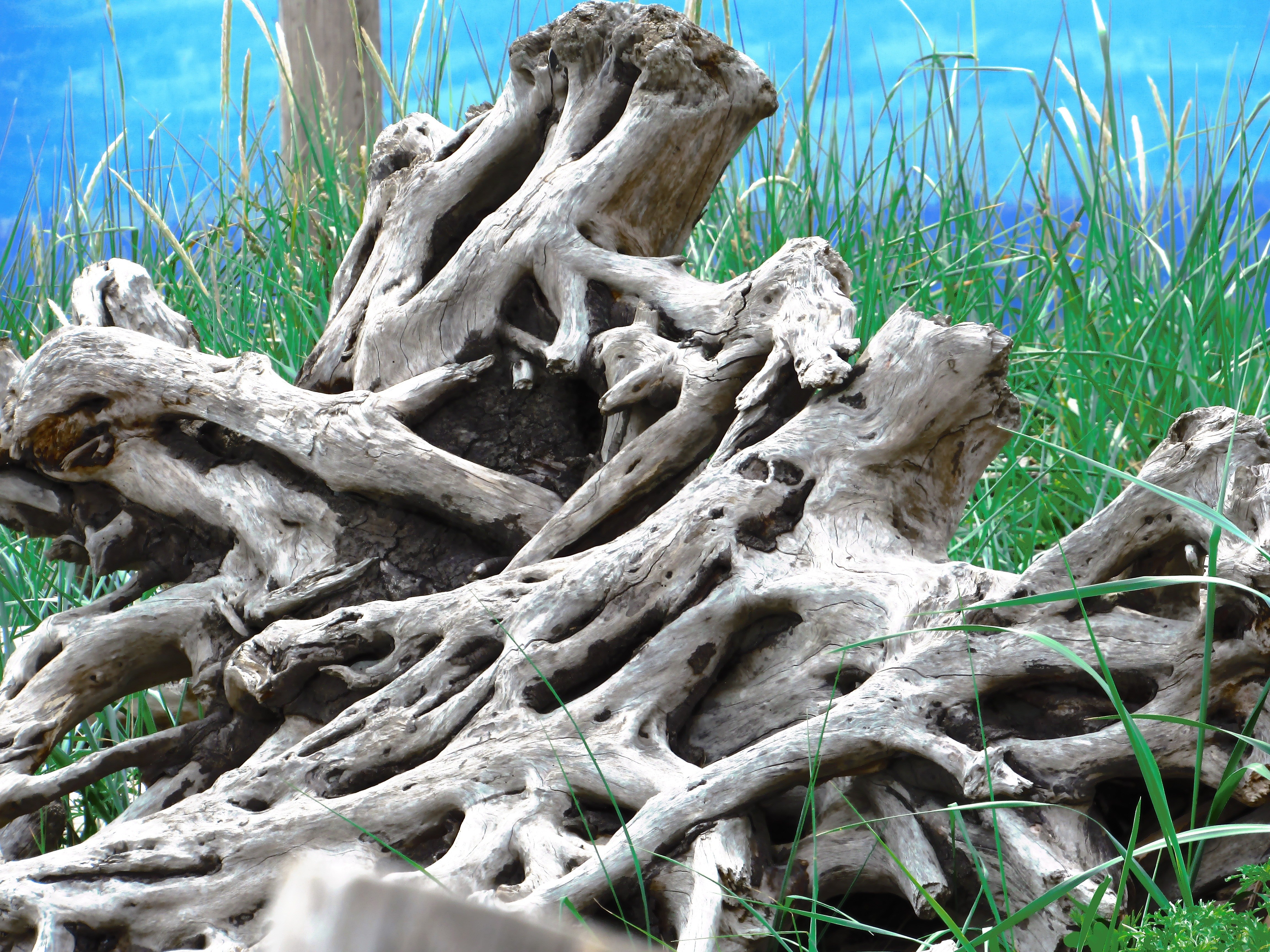 Driftwood on a grassy shore