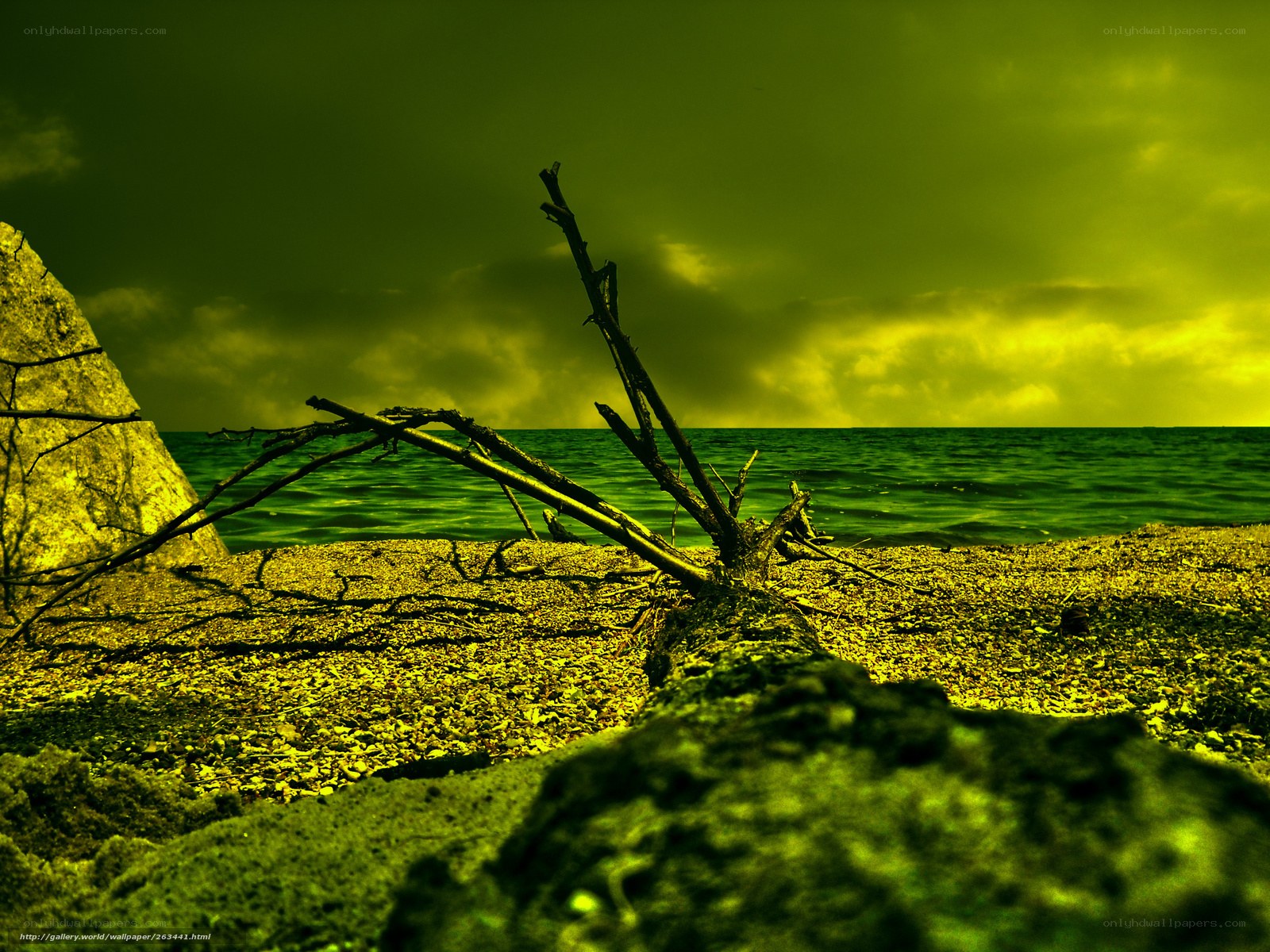 Driftwood on a green beach