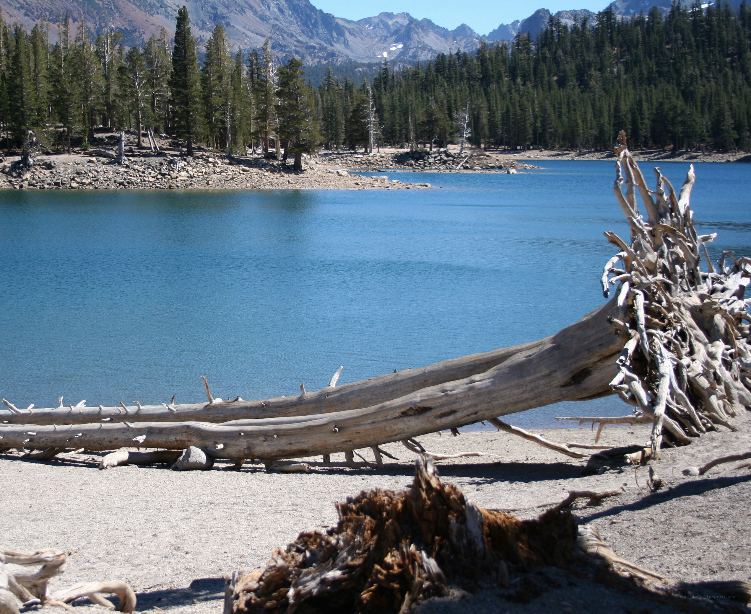 Driftwood on a lakeshore